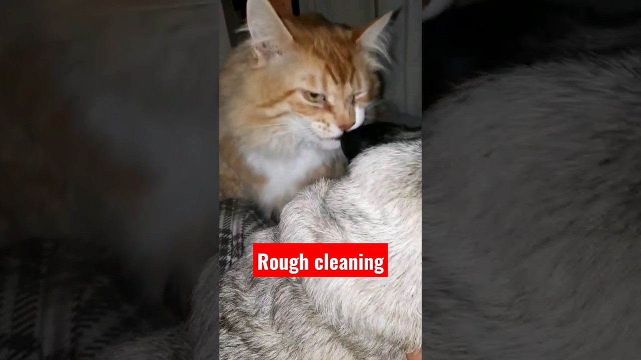 FRIENDSHIPS ft Jacob the Pug and Billy 