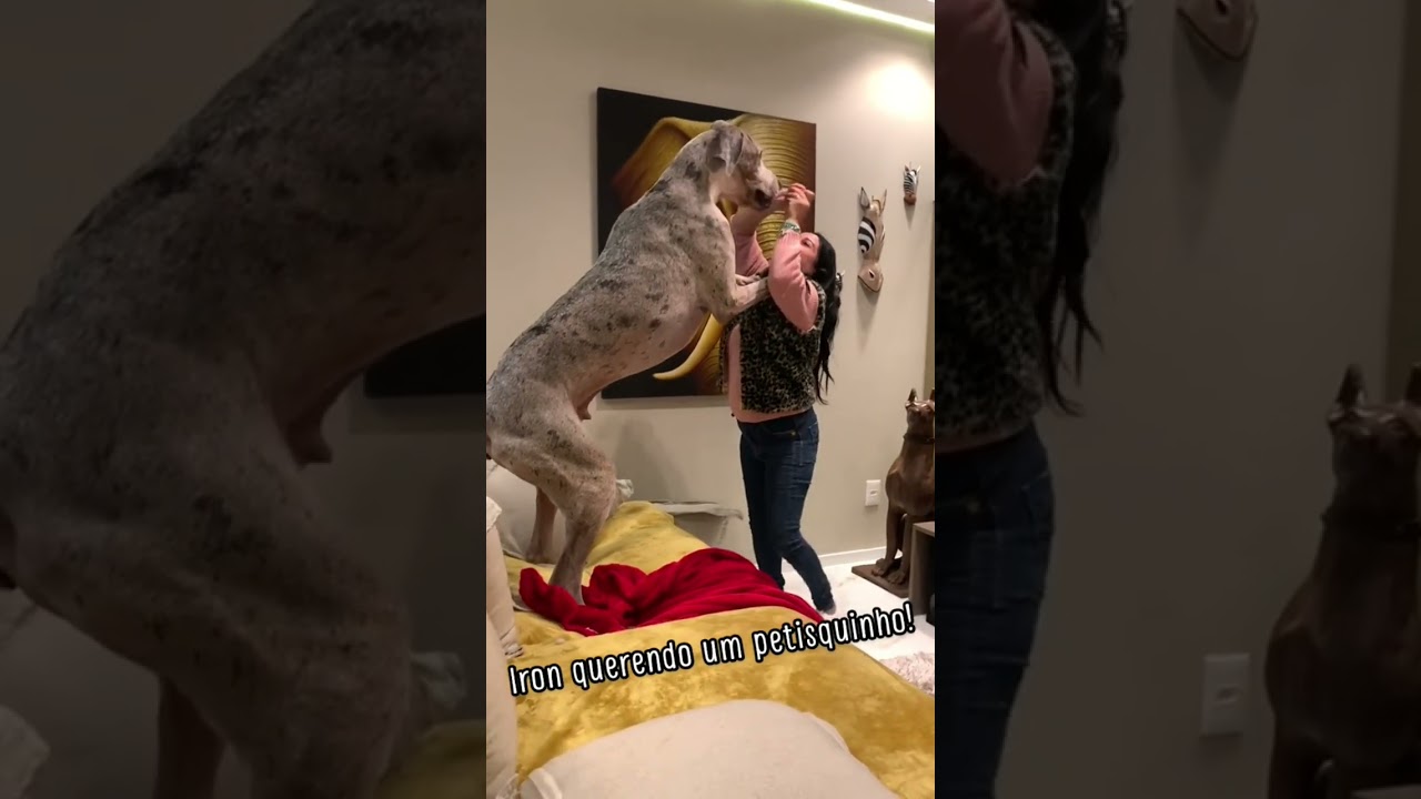 😱💓💓 King Size Great Dane Dog 🚩 EP 525