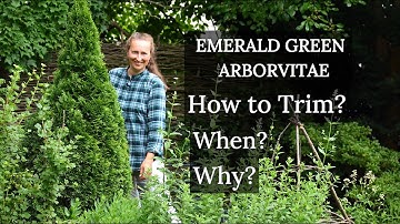 How to Trim EMERALD GREEN Arborvitaes: Why, When, How?