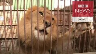 史上最大のライオン空輸作戦　南米からアフリカへ