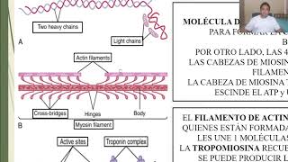 PHYSIOLOGY: SKELETAL MUSCLE CONTRACTION