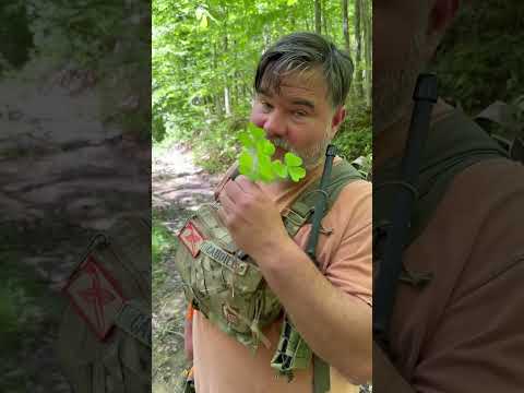 آیا گیاه ترشک جنگلی را امتحان کرده اید شورت خوراکی علف های هرز پیاده روی