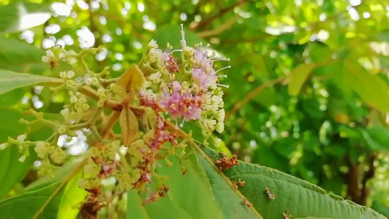 大馬常见草药 感冒发热 湿热黄疸 疮疡肿毒 米碎花eurya Chinensis 又名虾辣眼 梅养东 矮茶等 青草 药用 功效 Youtube