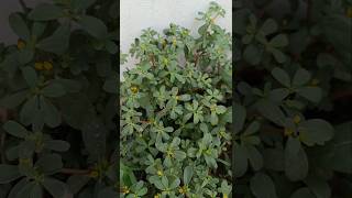 अमलन क सग Purslane Portulaca Oleracea