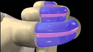 Auditory Transduction