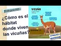 Hábitat donde viven las vicuñas #APRENDOENCASA /5to Grado/ Primaria/ Área Ciencia y Tecnología