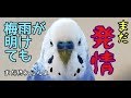 梅雨が明けても終わらない!そらちいの発情→何故か終了【セキセイインコ】【#29】