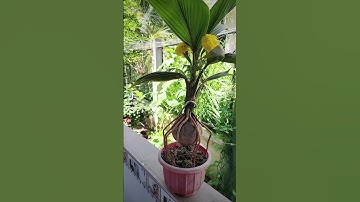 độc lạ bình dương cây dừa bảy tỷ