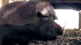 Long John Silver's "Think Fish" campaign, voiced by Emmett Andrews - "This Little Piggy"
