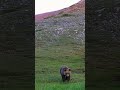 Ты меня снимаешь? 🐻 #hunting #bears #bear #hunter #photography #video