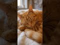 Sleeping cat #cat #sleeping #sleepingcat #orangecat