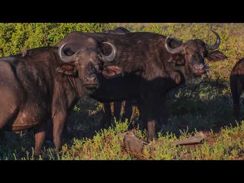 15 Imbabala Game Drive #1c