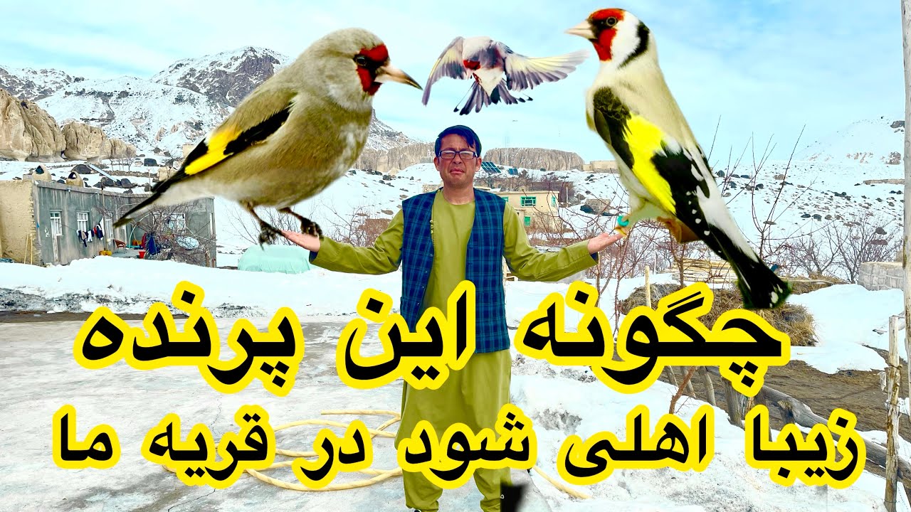 چگونه این پرنده زیبا رام وخانگی شود در قریه ما جوره کردم 