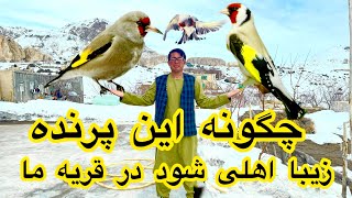 Download Lagu چگونه این پرنده زیبا رام وخانگی شود در قریه ما جوره کردم  MP3