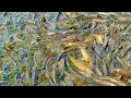 САЗАНЫ В МАЛЕНКОЙ ЛУЖЕ БОЛЬШЕ 10 ТОНН  сазан карась рыбалка 2021