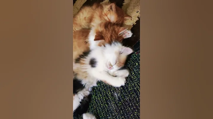 Watch the video about Persian baby 🐥 pk so gaye#cat #katt #cuteanimal #funny