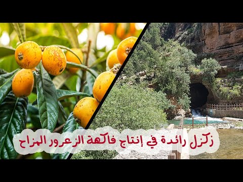 زكزل رائدة في إنتاج فاكهة الزعرور المزاح