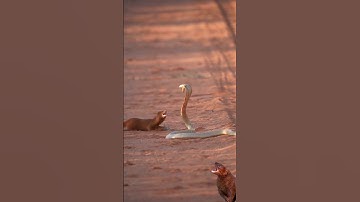 mongoose vS cape cobra