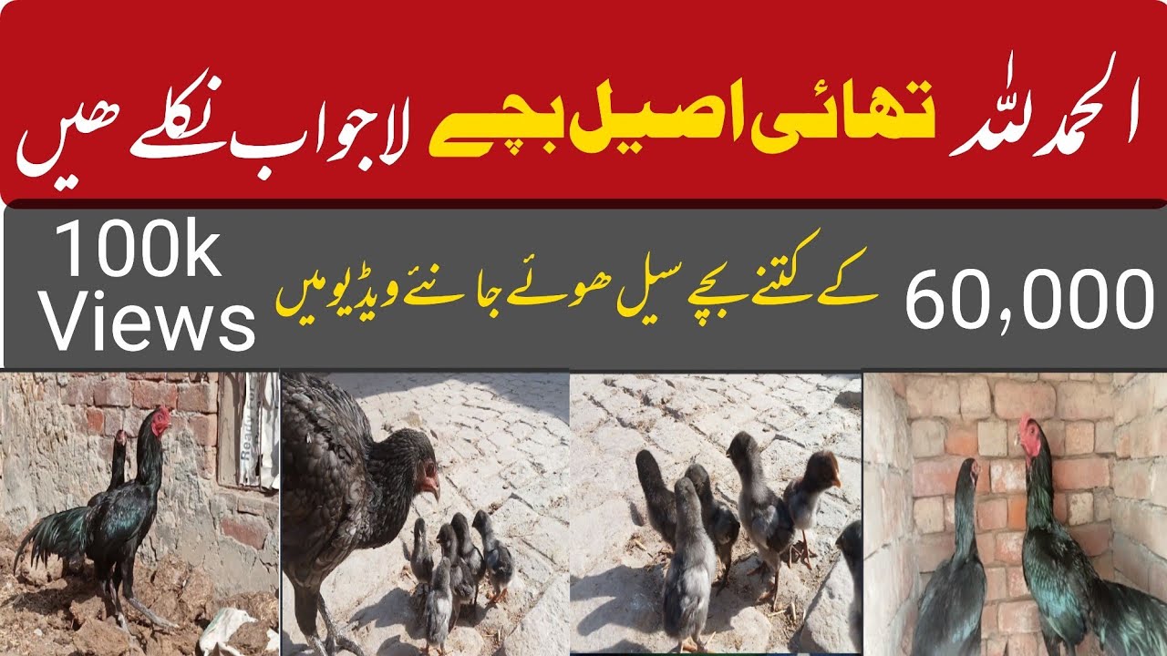 How much price Thai aseel Bache l How earn money aseel chick l Thai home breed chick price l