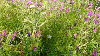 000090 WILD VEGETATIONS AND WILD FLOWERS IN SPRING 000090 WILD VEGETATIONS AND WILD FLOWERS IN SPRING