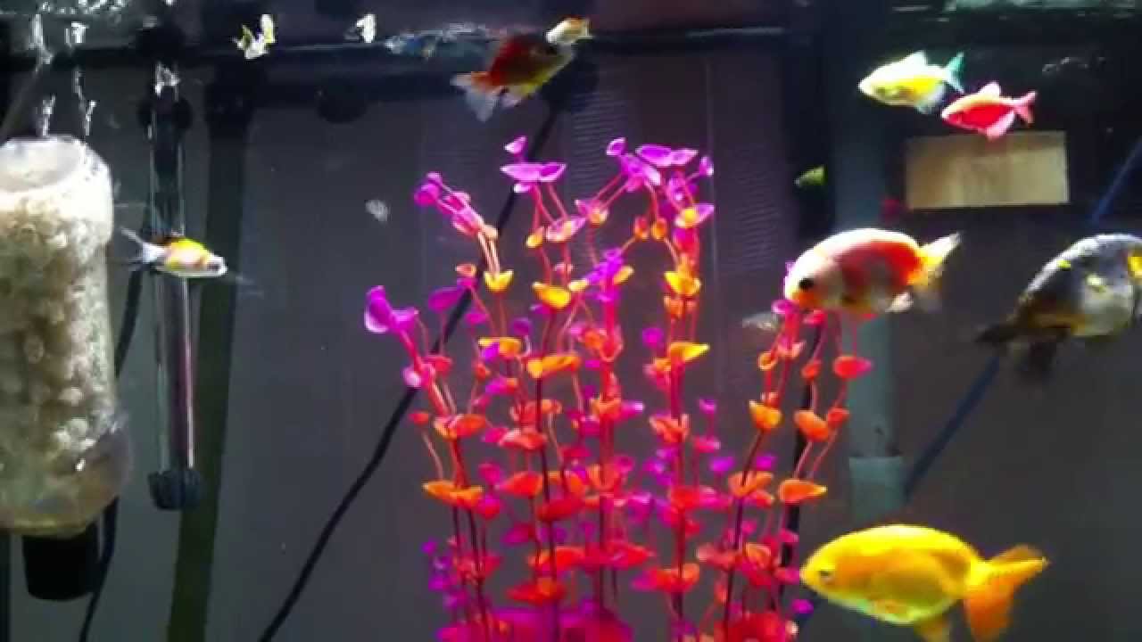 Fancy goldfish live with tropical fish a long time. They're all happy. YouTube