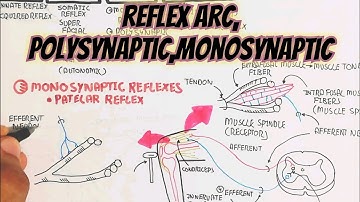 Reflex Arc,Reflexes,Polysynaptic,Monosynaptic @umerfarooqbiology7083