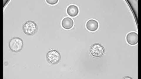 Osmotic burst of blood cells
