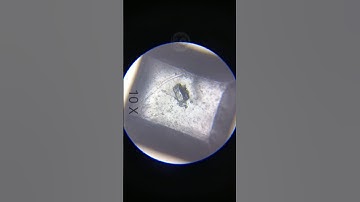 Sugar crystal under microscope | Science | Research | Education | Micro Inside