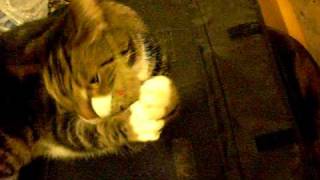 cats 001.AVI
