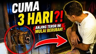 BISAKAH KAMI MENGUBAH ANJING TEROR INI DALAM 3 HARI ❓❓❓