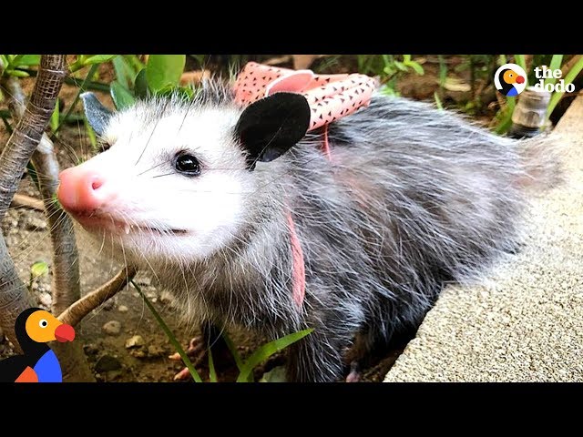 This Possums A People Person - STARFISH | The Dodo