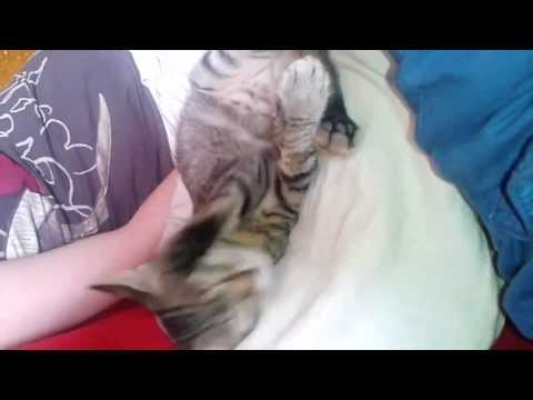 my-funny-cat-taking-a-bath