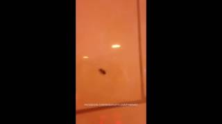 Cockroach Buffet Asian Buffet, Jackson Ky