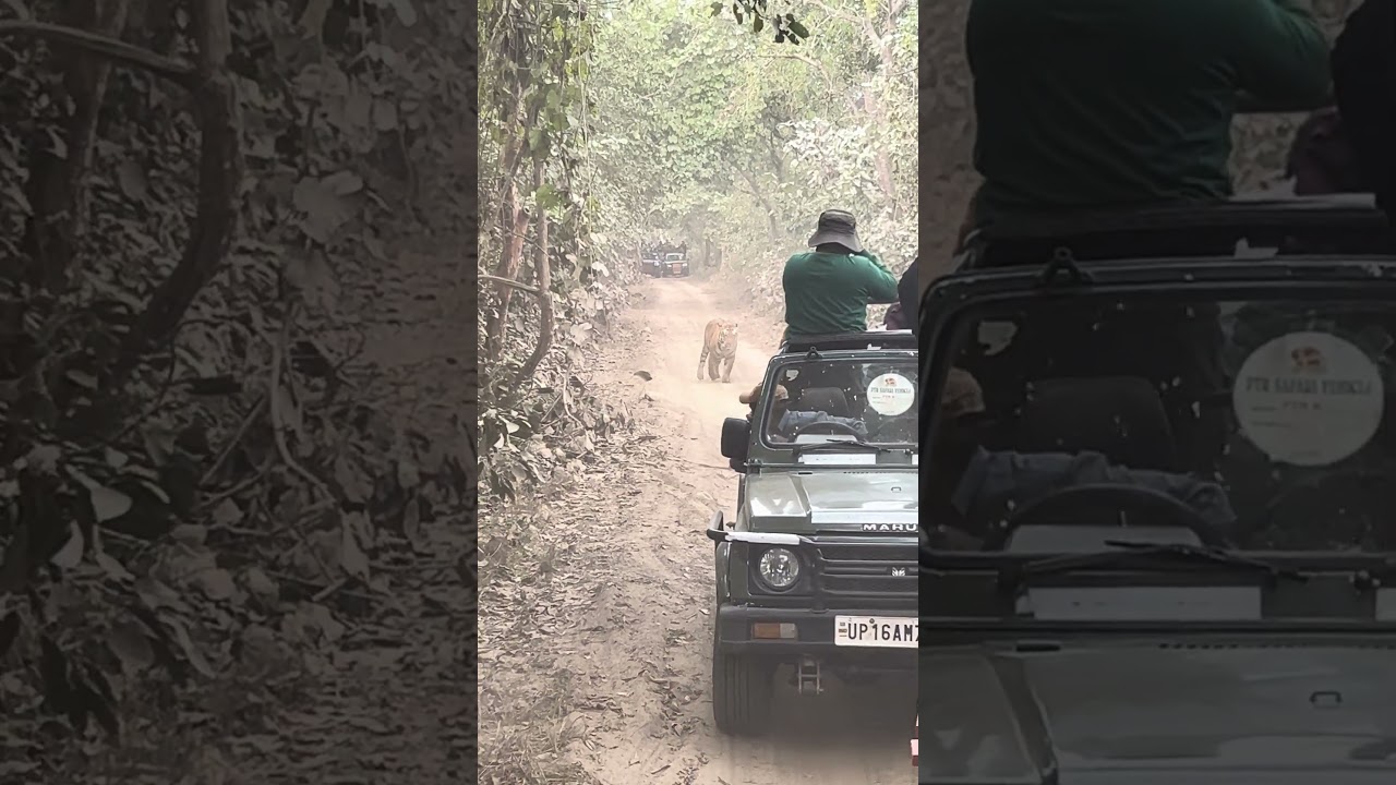 Pilibhit tiger reserve - male tiger on road 