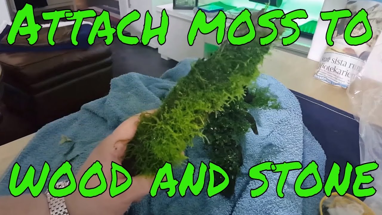 How To Attach Moss To Driftwood And Stones New Fish And More Youtube