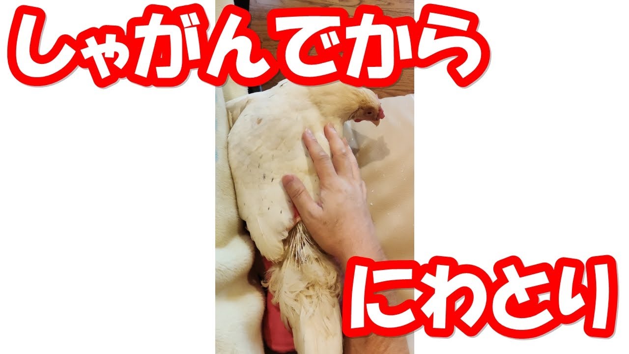 🐔しゃがんでから にわとり A crouching, then flying chicken.【鶏