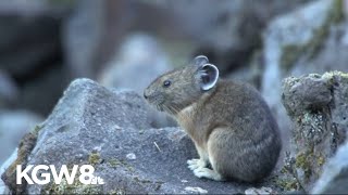 Oregon Zoo seeks volunteers to help track pika populations in the Cascades