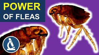 Tiny FLEA so POWERFUL! | Flea under the microscope
