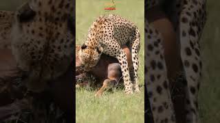 Cheetah Hunting Down Topi #cheetah #topi #shortsafrica #wildlife #mbilibora #masaimara