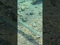 Cornetfish Elusive Reef Hunter 🐟🔥🌊