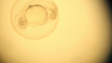 Zebrafish | Introduction