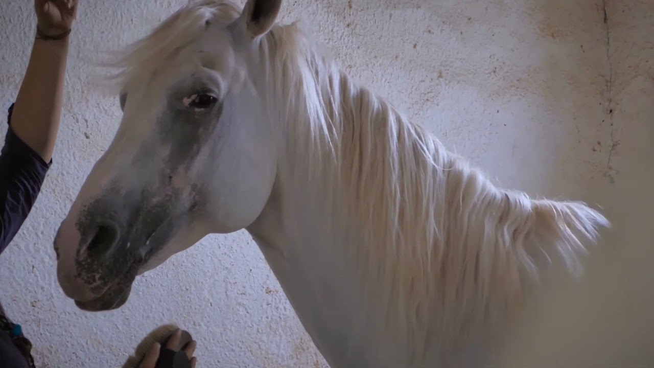Saba persian Horseback Archery