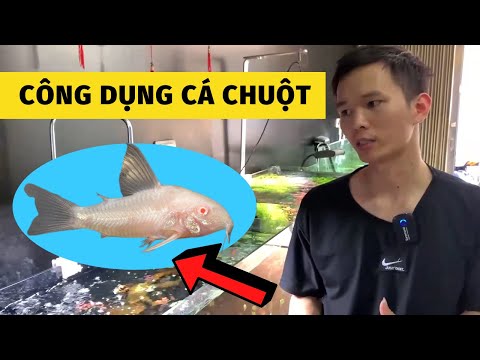 Video Cá chuột và những công dụng ít ai biết | Nguyễn Du aqua - youtube