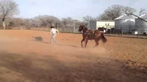 Ryan Jarrett Roping on Hickorys Brigaboy