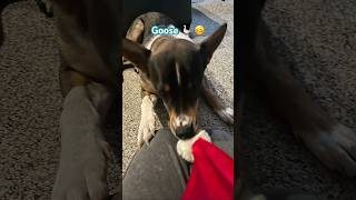 There is a slight difference in their willingness to wear hats #dog #funny #cute