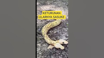 Ular berkepala dua #fypシ #hewananeh #ular #shortvideo
