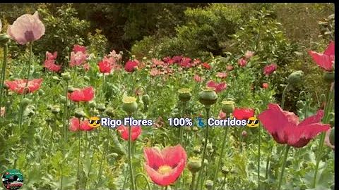 100% Corridos  De  Rigo Flores  Disco Completo