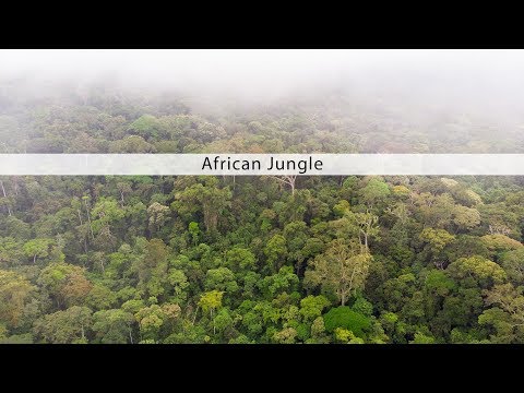 African Jungle sound effects library - nature and wildlife sounds from the Congo rainforest