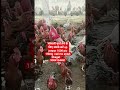 sonali murga lane ka lai sampark karen munger agro Hetchery9304134431  1000 pic up jonpur
