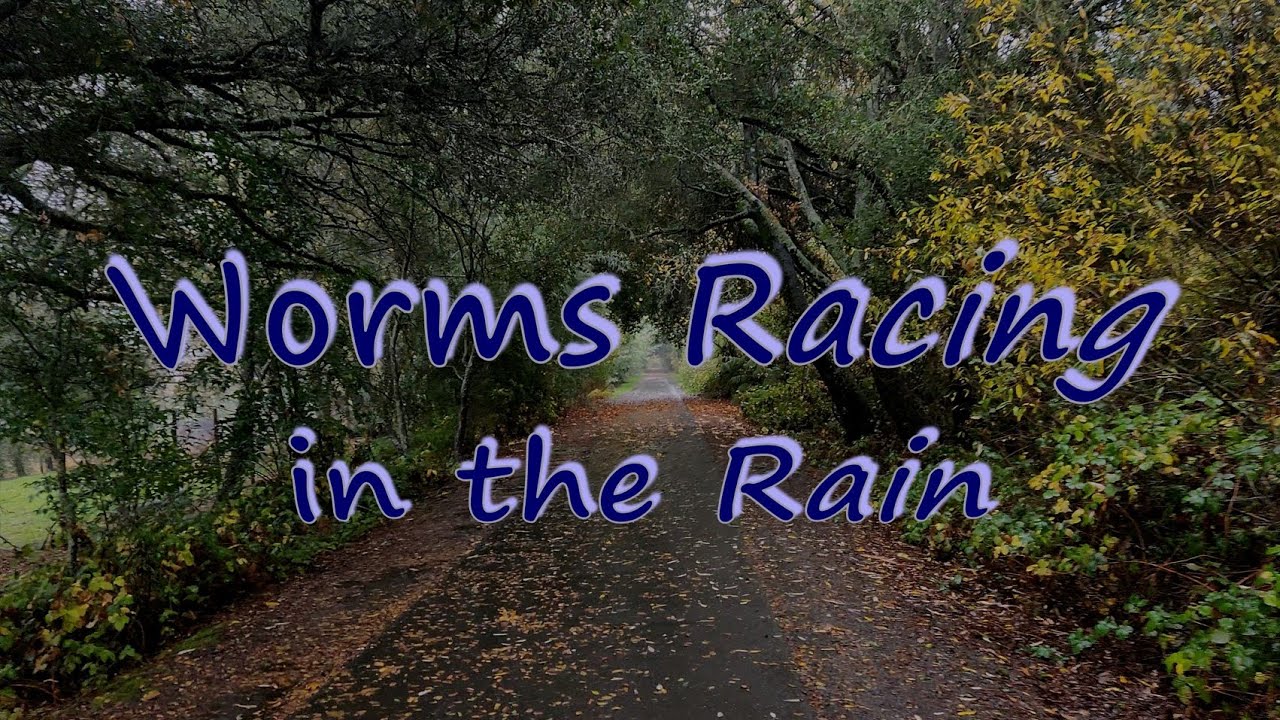 Worms Racing Worms Racing in the Rain ๐ - YouTube